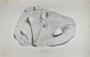 Pearce Prints: Apiocrinites rotundus
