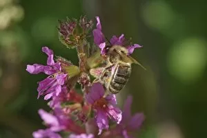 Apidae Gallery: Apis mellifera, European honey bee