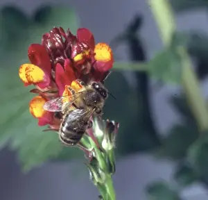 Apis sp. honeybee visiting a flower