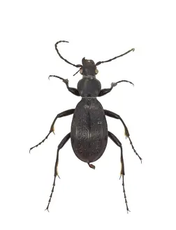 Coleoptera Prints: Aplothorax burchelli, giant ground beetle