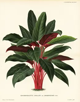 Pannemaeker Prints: Apoballis acuminatissima foliage plant