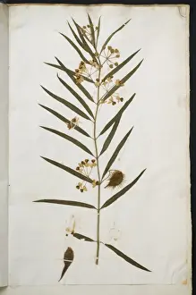 Stem Prints: Apocynum