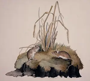 Apodemus sylvaticus, long-tailed field mouse