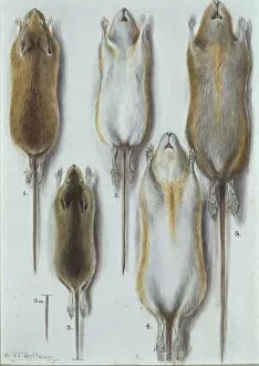 Apodemus Gallery: Apodemus sylvaticus, long-tailed field mouse