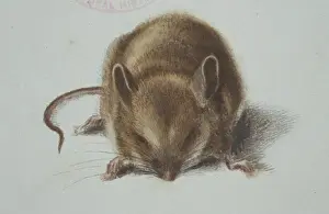 Apodemus sylvaticus, long-tailed field mouse