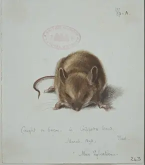 Apodemus sylvaticus, long-tailed field mouse