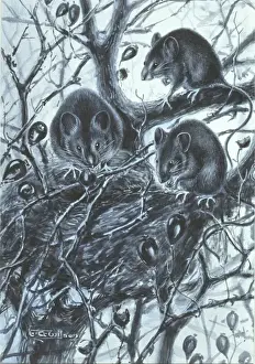 Apodemus sylvaticus, long-tailed field mouse