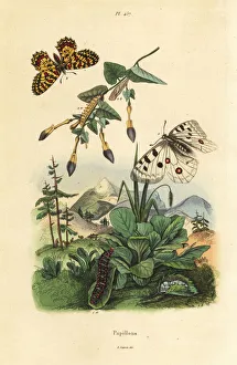 Apollon Collection: Apollo butterfly, Parnassius apollo 1