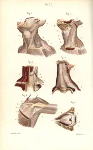 Masse Prints: Aponeuroses of the neck, shoulder and eye