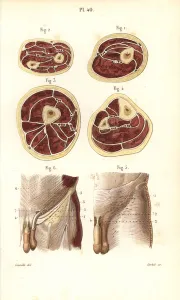 Torso Gallery: Aponeuroses of the torso in cross-section