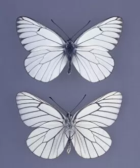 Aporia Gallery: Aporia crataegi, black-veined white butterfly