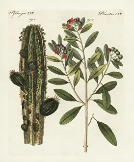 Bilderbuchfurkinder Prints: Apothecarys euphorbia and white cinnamon