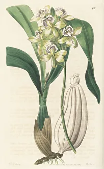 Shrub Prints: Appendage orchid, Prosthechea radiata