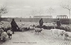 Images Dated 4th April 2011: Appian Way - Rome - Sheep herded along the road