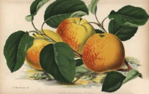 Florist Gallery: Apple, American Mother variety, Malus domestica