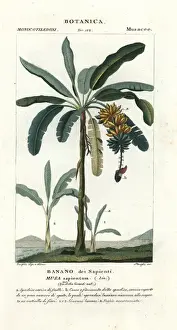 Apple banana, Musa acuminata נbalbisiana