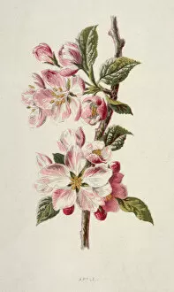 Images Dated 18th July 2019: APPLE BLOSSOM 19C