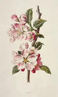 Petals Prints: APPLE BLOSSOM 19C