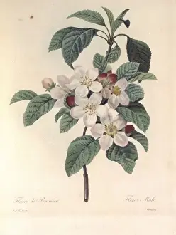 Malus Prints: Apple blossom
