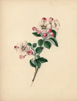 Apple blossom, Pyrus malus