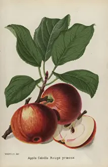 Rouge Prints: Apple cultivar, Calville Rouge praecox, Malus domestica