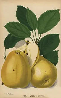 Apple cultivar, Golden Spire, Malus domestica