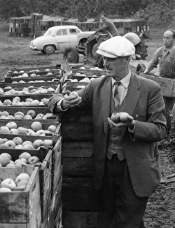 Apple Inspector Apple Inspector