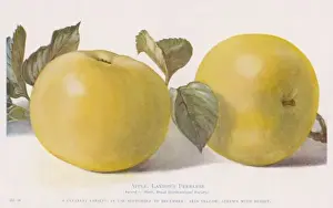 Peerless Prints: Apple / Laxtons Peerless