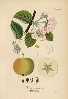 Domestica Collection: Apple, Malus domestica