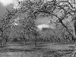 Array Prints: Apple Orchard