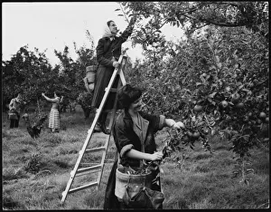 Apple Pickers