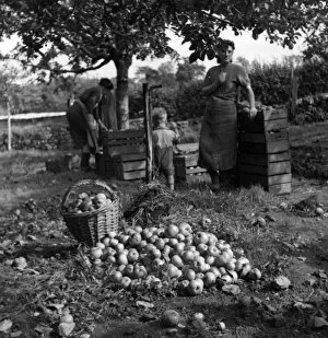 Images Dated 11th January 2012: Apple pickers