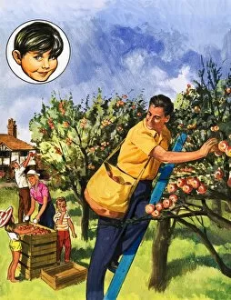 Images Dated 1st June 2007: Apple pickers
