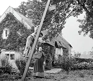 Orchard Prints: Apple picking, Victorian period