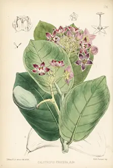 Medicinal Prints: Apple of Sodom, Calotropis procera