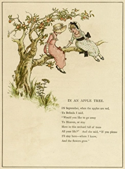 Images Dated 25th November 2011: In an Apple tree