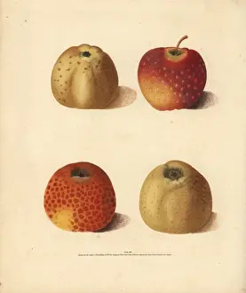 Apple varieties, Malus domestica