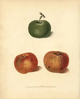 Pomonabritannica Prints: Apple varieties, Malus domestica