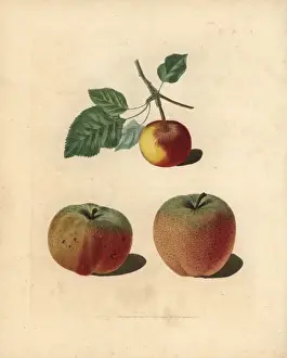 Apple varieties, Malus domestica