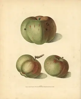 Apple varieties, Malus domestica