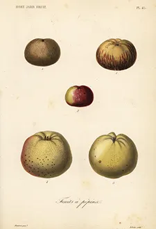 Reveil Collection: Apple varieties, Malus pumila