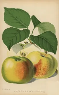 Severeyns Prints: Apple variety, Bramleys seedling, Malus domestica