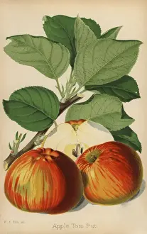Severeyns Prints: Apple variety, Tom Put, Malus domestica