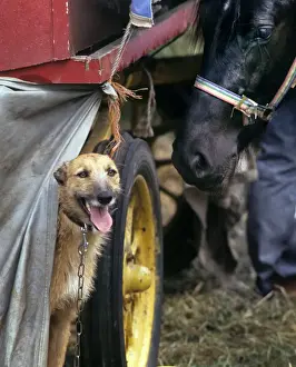 Appleby Horse Fair, Cumbria, England