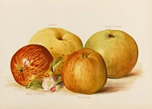 APPLES