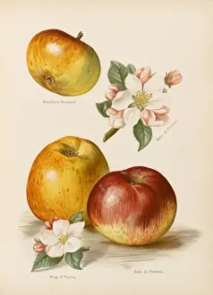 APPLES