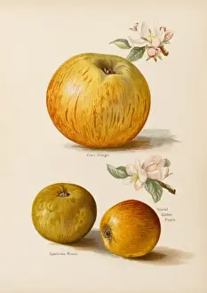 APPLES