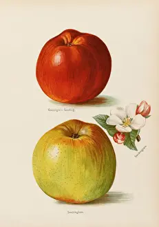 Blossom Prints: APPLES