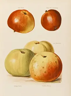 APPLES