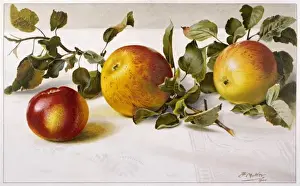 Apples / Gardeners Assist